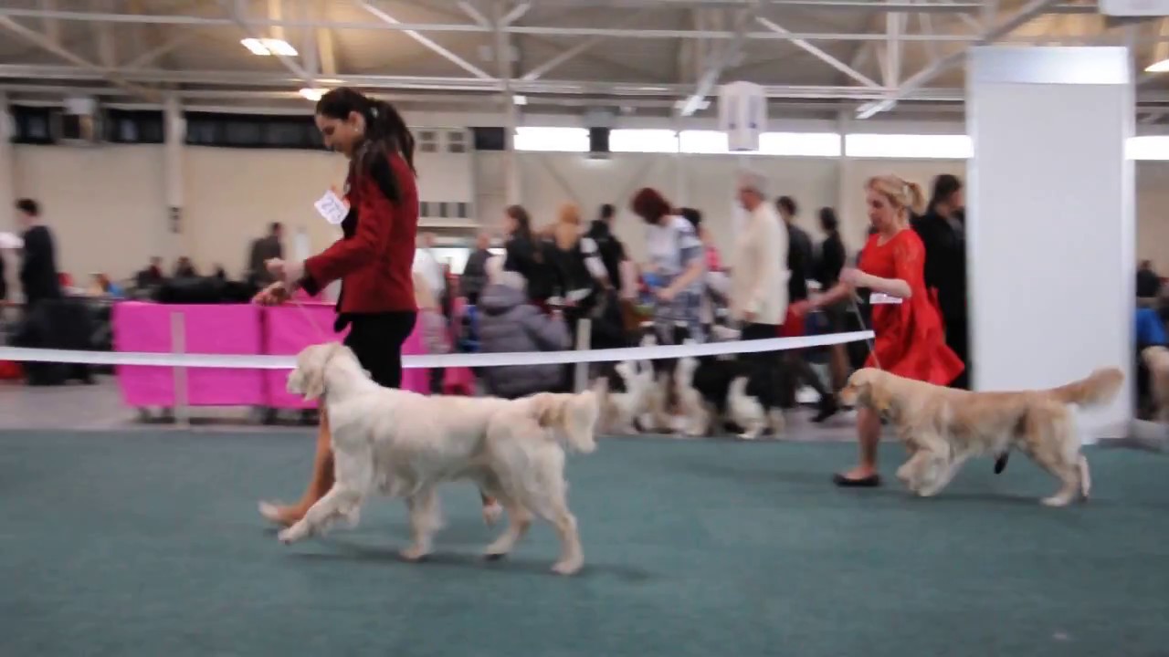 Victory junior winner 2017 Golden Retriever