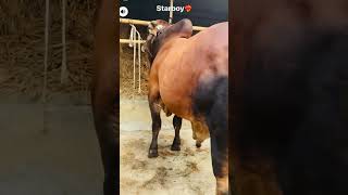 Mashallah Farmside agro #goru #cow