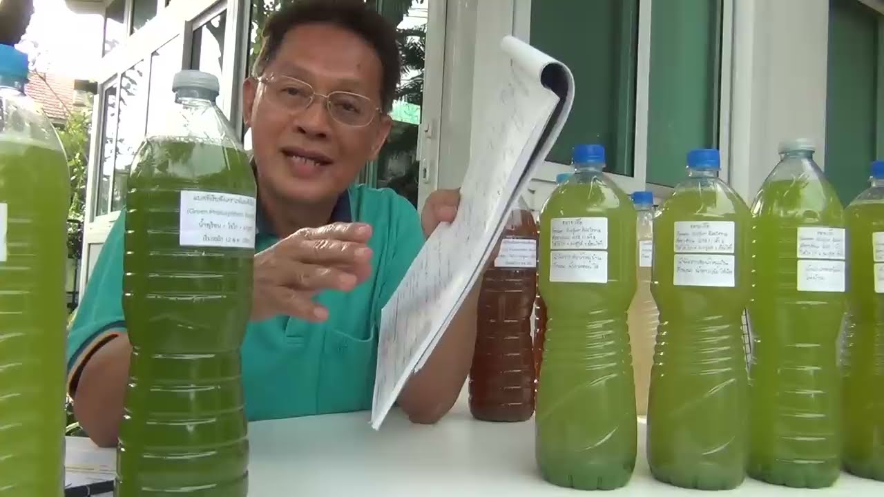 แบคทีเรียสังเคราะห์แสงสีเขียว (Green Non-sulfur Photosynthetic Bacteria)
