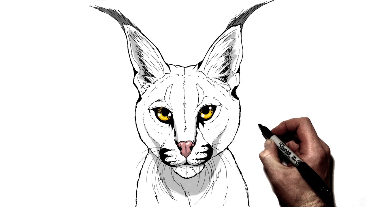 caracal drawing