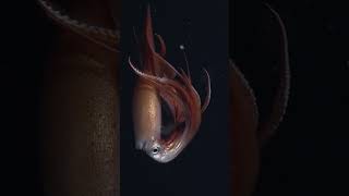 This spectacular squid is the robust clubhook squid, Onykia robusta 🦑💫