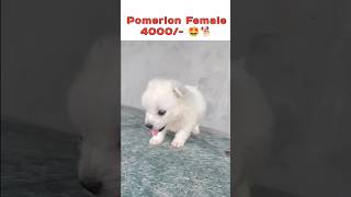 Pomerion Snow White Female 4k Only DM 7009652976 #dog #viral #shorts #short #youtubeshorts #tranding