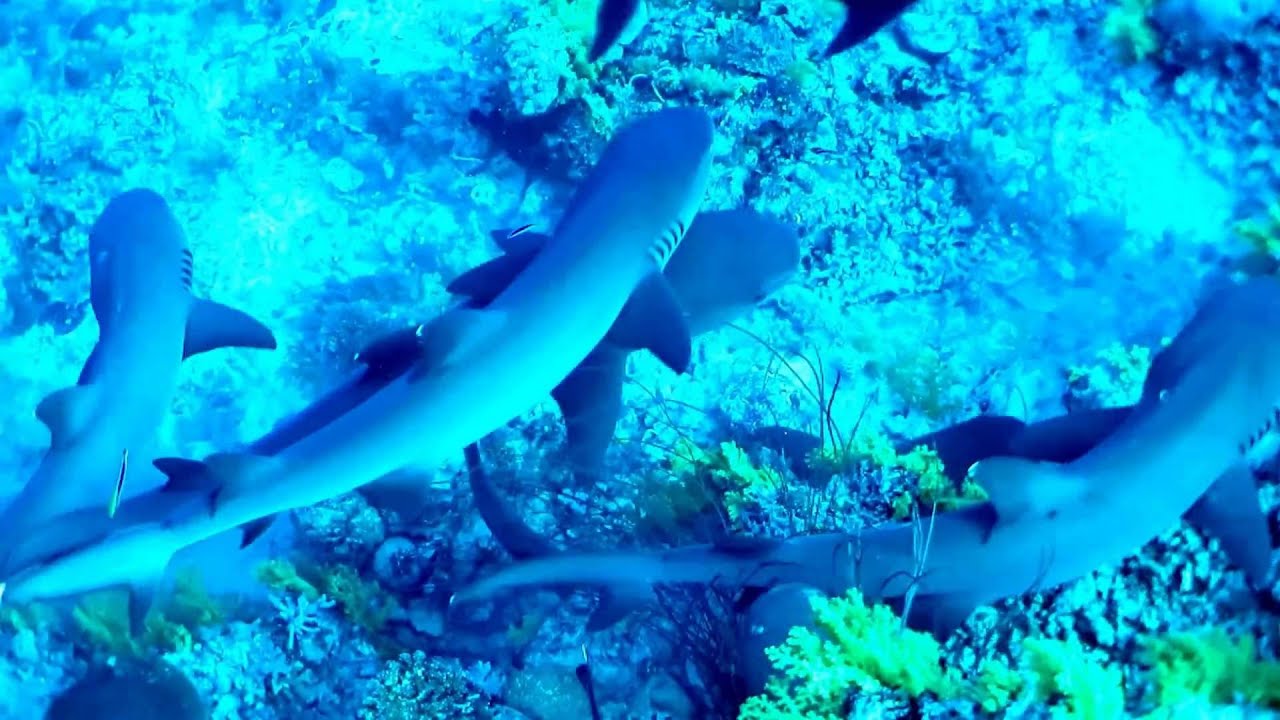 Shark & Giant Trevally Feeding Frenzy TUBBATAHA