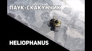 Ручное солнышко (паук-скакун Heliophanus)