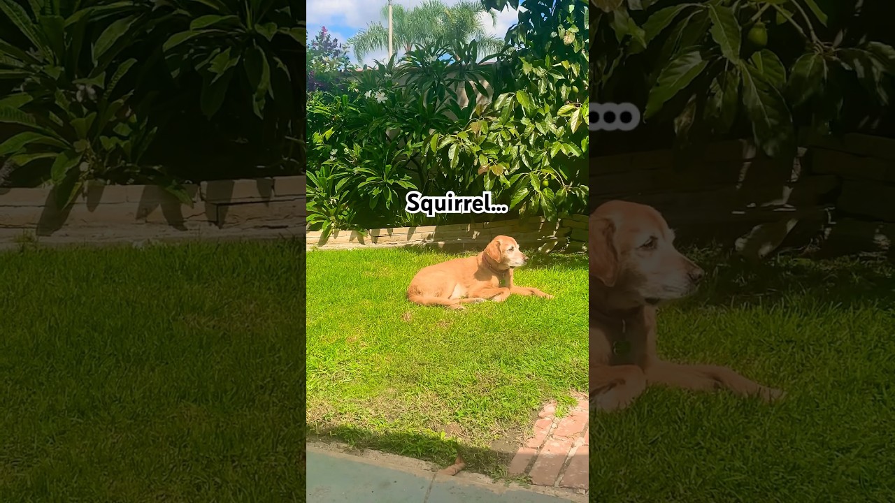 Rule 35 - Dogs LIE Al… My dog can’t be trusted but we love him! Trespassers BEWARE!!! #reels