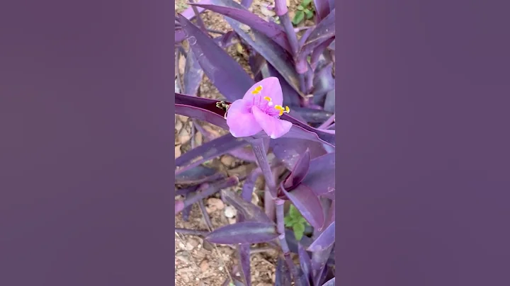 I hate you, I love you ❤️ #i hate you, I love #songsofloveandhate  you