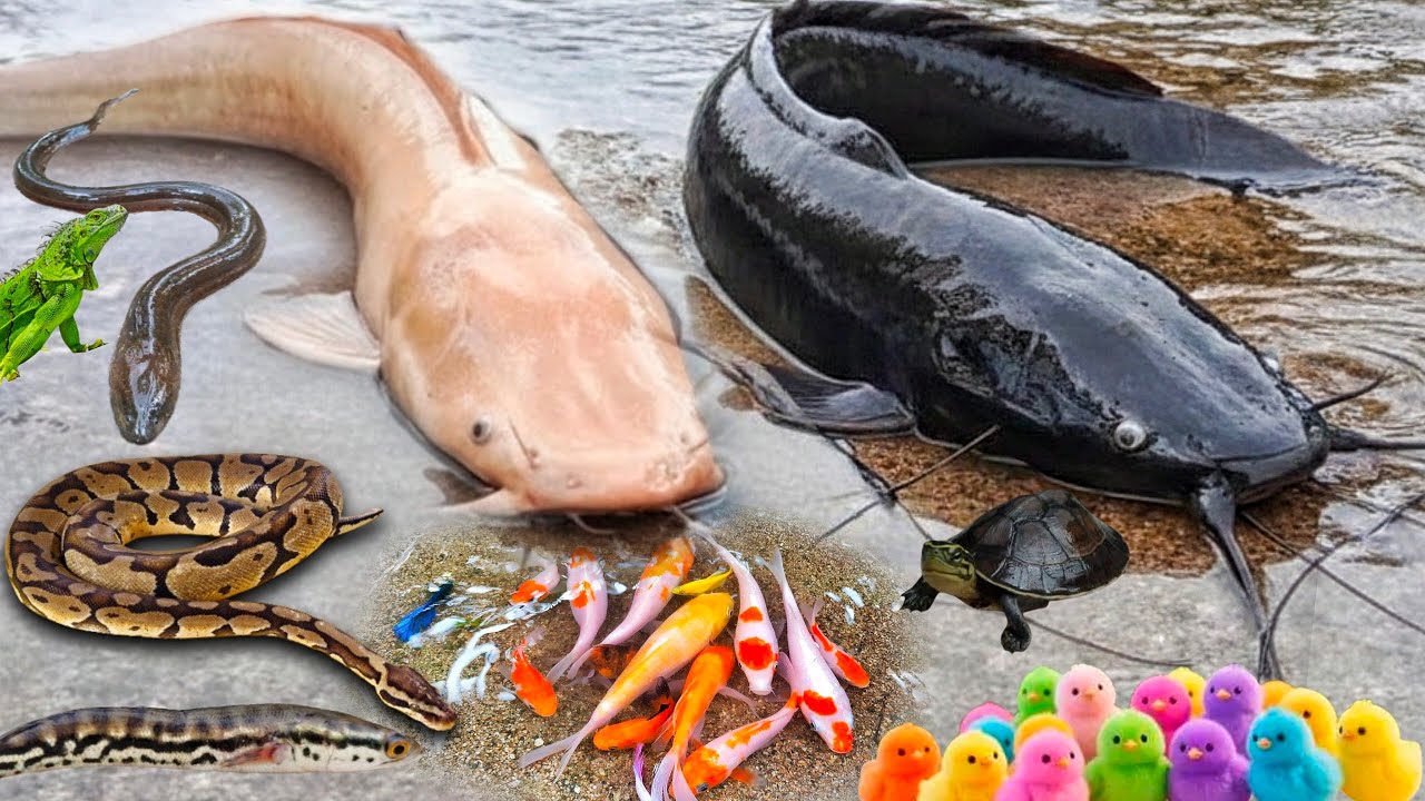 Ух ты! Поймать гигантского сома-альбиноса в норе, змееголов,крупный сом,декоративные рыбы,змееголовы