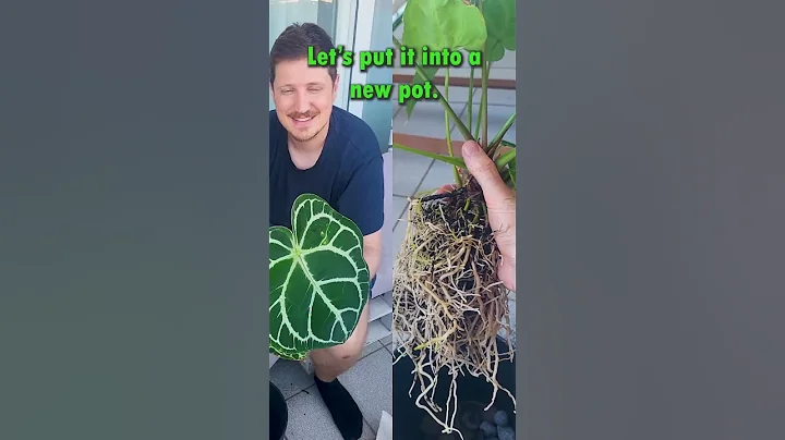 Repotting Anthurium crystallinum with Huge Roots! #anthuriumcrystallinum #anthurium #houseplants
