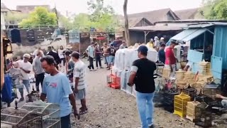 pasar burung porong Sidoarjo tempatnya adem,nyaman burungnya bervariasi