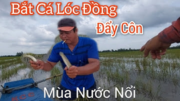 Kích Lạnh Cá Da Trơn 80b Đẩy Côn Ruộng Chống Cá Chuối Bắt Cá Lóc Rô Đồng