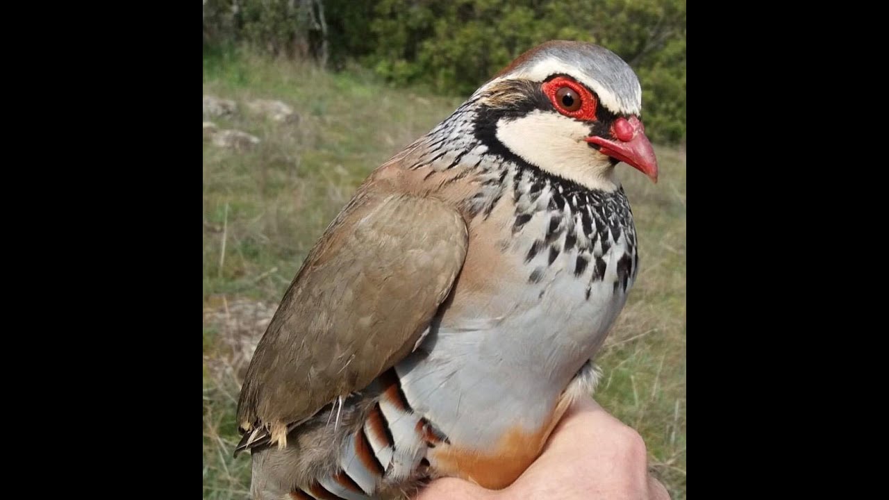Perdiz reclamo: Tunante(algarino) 2ª salida al campo