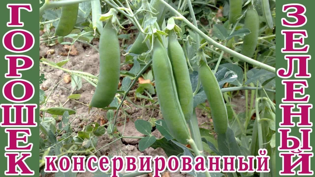 Зеленый горошек консервированный. Заготовки на зиму.