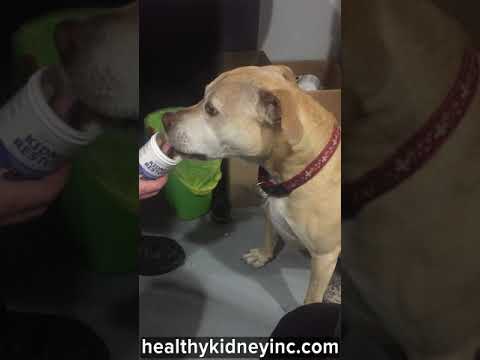 Best Diet For Dogs With Kidney Disease | Kidney Restore For Pets - YouTube