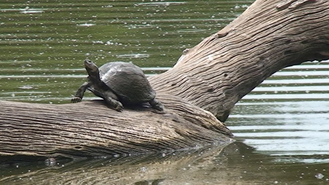 Nyalas at Lake Panic in the Kruger National Park