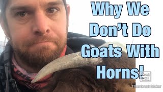 Why We Don’t Like to Keep Goats With Horns