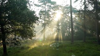 BACKSOUND SUARA PAGI HARI DI PEDESAAN KICAU BURUNG AYAM BERKOKOK MORNING AMBIENCE SOUND EFFECTS