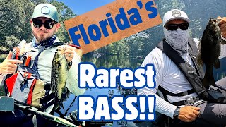 MISSION: Land a Certified BIG CATCH Suwannee Bass | Kayak Fishing Santa Fe River for RARE species