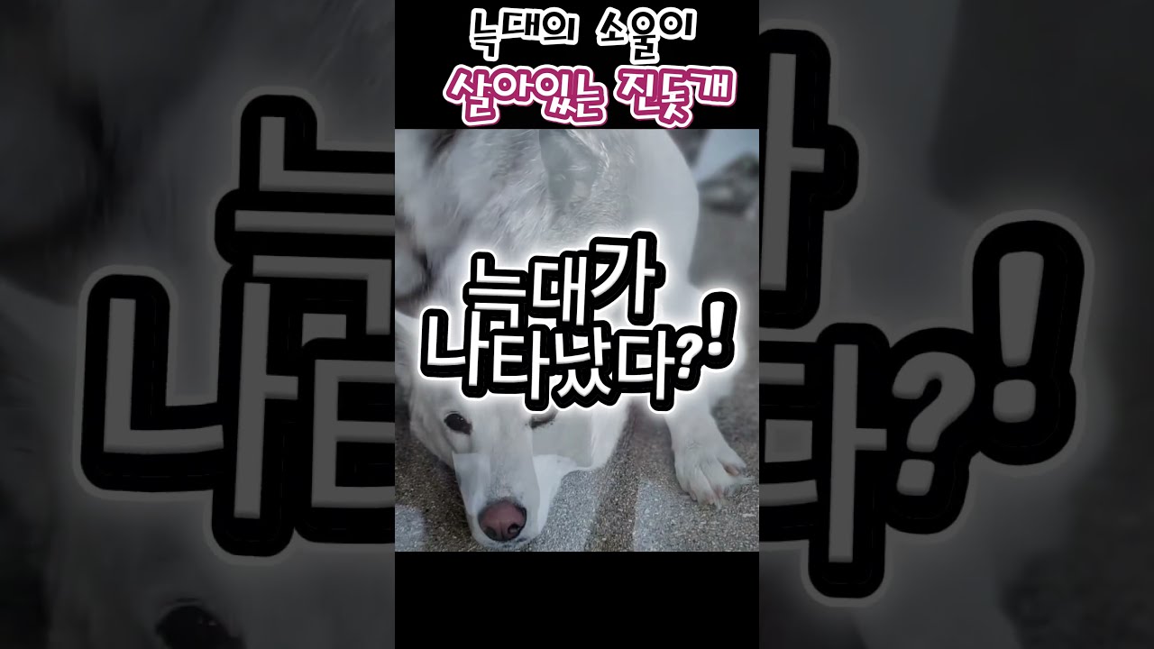 사이렌 소리만 들리면 늑대로 돌변하는 진돗개