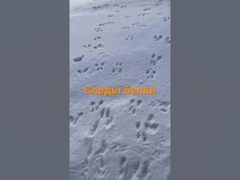 Следы белки на снегу - YouTube