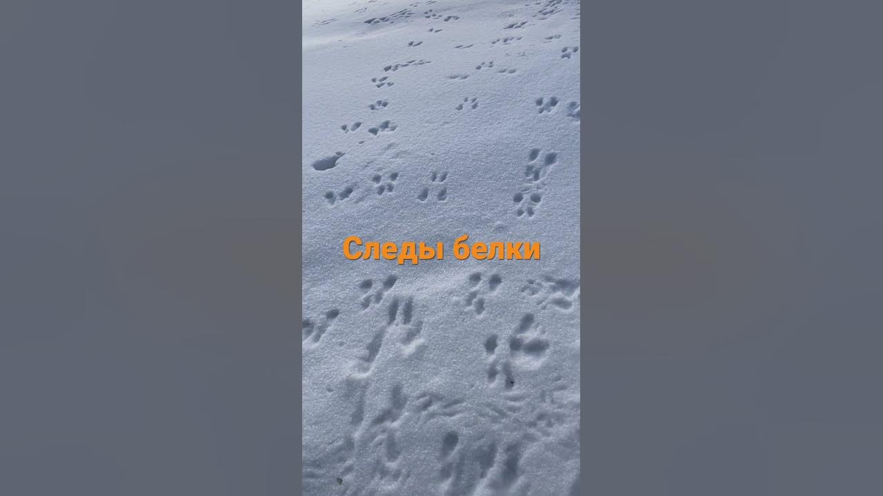 Следы белки на снегу - YouTube