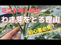 【ミニトマトの育て方】わき芽をとる理由、とり方「初心者必見」