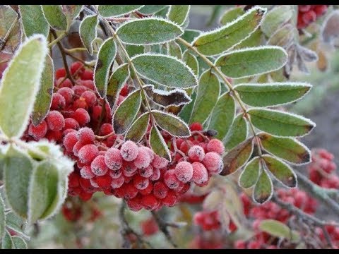 *:*: ПЕРВОЕ ДЫХАНИЕ ЗИМЫ :*:* красивый ролик...