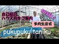 初投稿!!多肉生産者「pukupuku taniku」の自己紹介、ハウス内をご案内