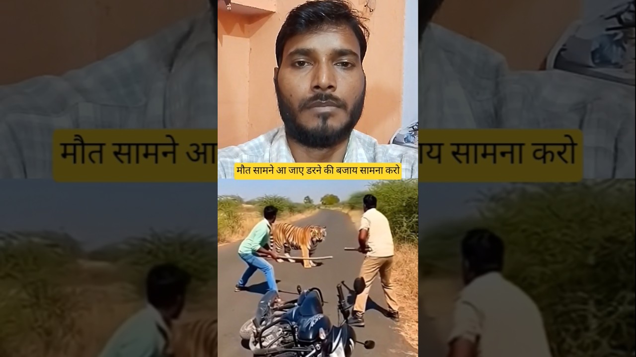 दो लड़के और टाइगर के बीच फाइट tow man fight off tiger the road 