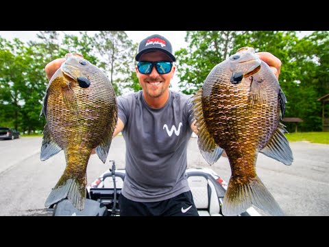 Fly Fishing for BIG BLUEGILL! (Panfish on the Fly Rod) 