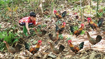 The boy discovered a flock of wild chickens crowing. He immediately set a trap to catch them.