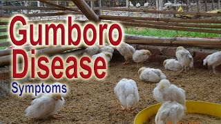 GUMBORO DISEASE in Chickens , Infectious Bursal Disease Symptoms, IBD, Poultry Diseases screenshot 5