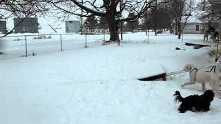 Snowday Jan 20 2012 1 007.AVI