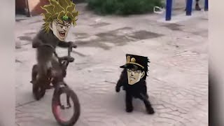 Hilarious Monkey DIO