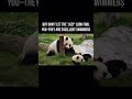 : POV: You have zero spatial awareness 🐼