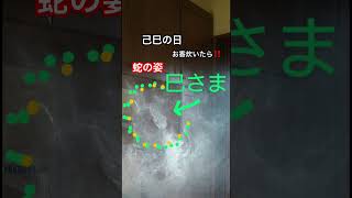 本日‼️己巳の日🐍お香炊いたら‼️蛇様現る‼️大変貴重です!皆様にご利益ありますように‼️金蛇水神社に参拝後現れました‼️強いご利益です