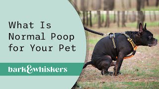 What Is Normal Poop for Your Pet
