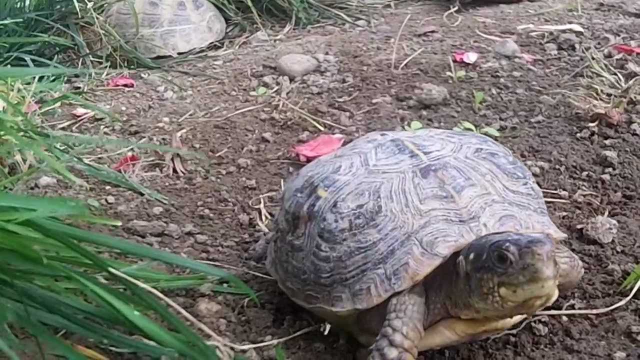 The Turtles Outside Chance Making My Mind Up The Turtles Outside Chance Making My Mind Up