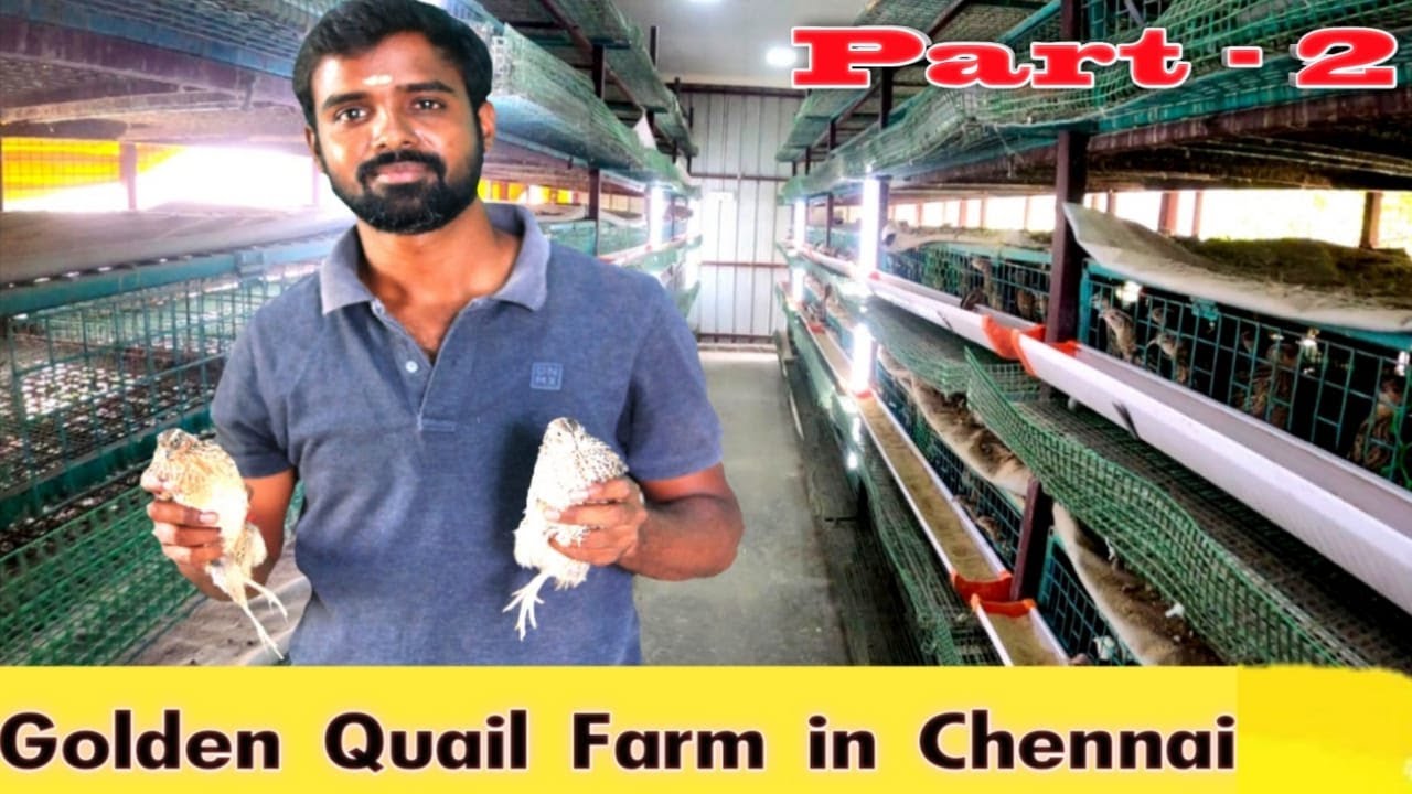 கறி காடை பராமரிப்பது எப்படி..? /காடை பராமரிப்பு முறை மற்றும் விற்பனை/Quail care system and sales