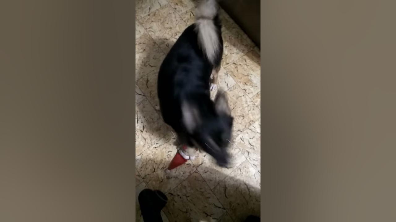 Бубе - YouTube