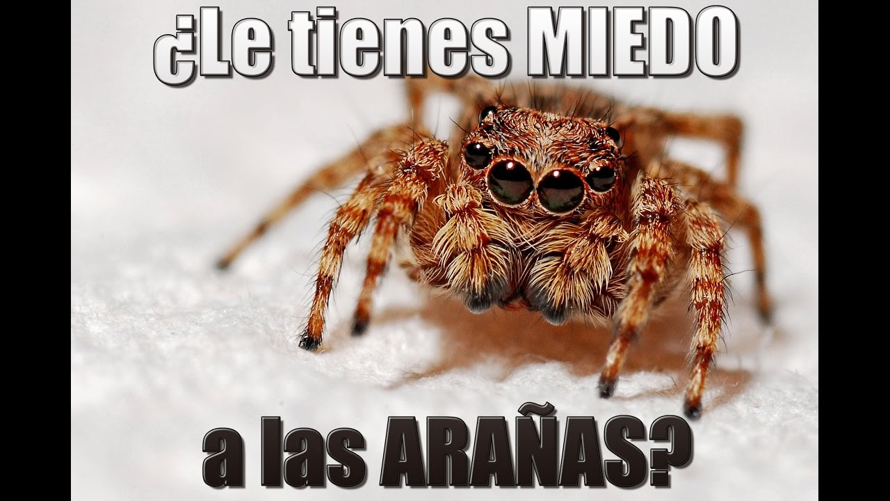 educación media superior ¿Os dan miedo las arañas? Entonces deberíais ver esto | Hidden Nature