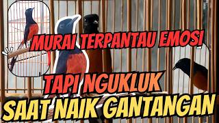 Cara Mengatasi Murai Batu Emosi Tinggi Tapi Ngukluk Saat Naik Gantangan