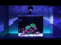 6 Months Update - (Dragon's Breath + Mirror Trick) NO Skimmer Waterbox Cube 20 | Blue Reef Tank
