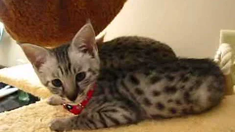 Video 986501: cat f2 savannah kitten, cat growing, silver cattery