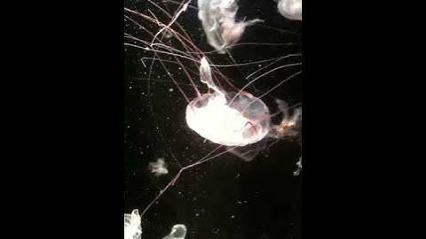 Jellyfish in Space