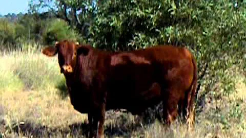 Devon x Santa Bullock 3yr old.