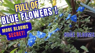 Blue Daze Plant Care Guide  | Full Growing Tips