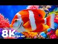 Best 8K Aquarium Experience | Glowing Jelly Fish &amp; Vibrant Fish for Relaxation