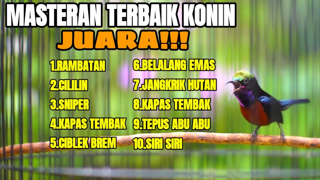 MASTERAN MEWAH KOLIBRI NINJA FULL TEMBAKAN LOMBA 100% BIKIN KONIN JUARA