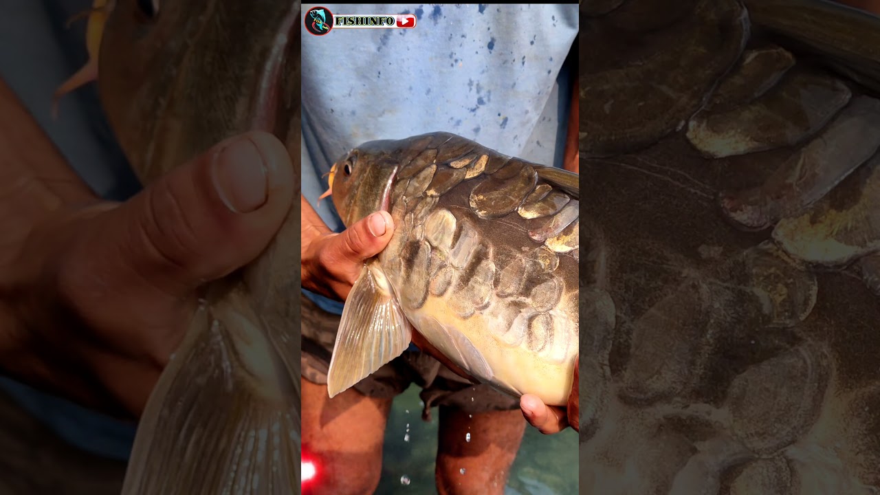 big size mirror carp fish 