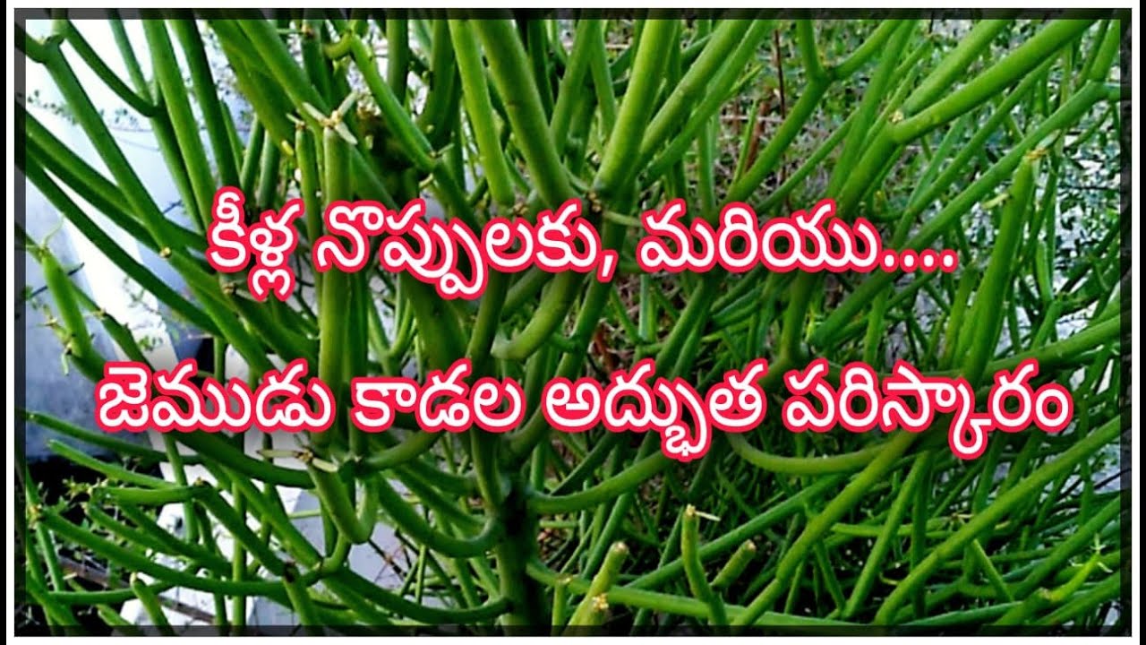 JEMUDU KADA( PENCIL CACTUS) BENEFITS IN TELUGU YouTube